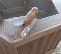 handmade garden furniture in Montpellier, France